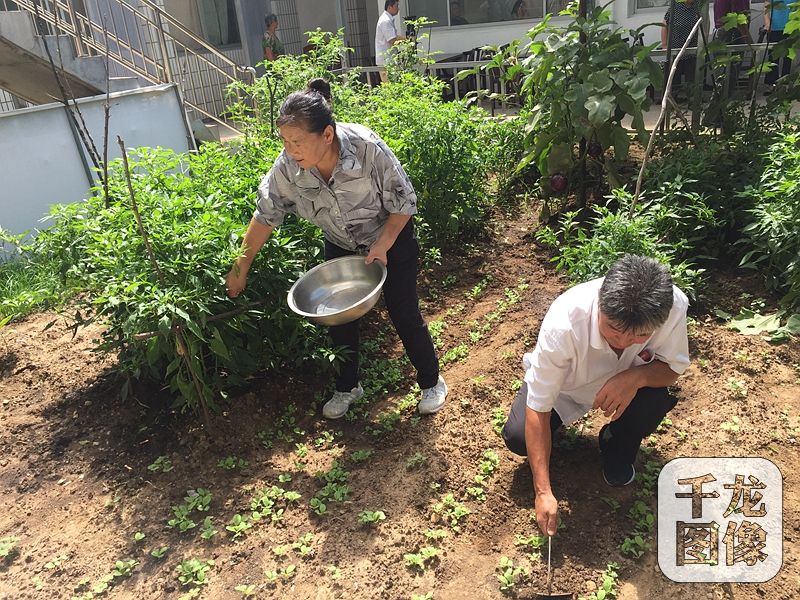 農(nóng)家院的主人是57歲的村民吳賀云，三年前還是低收入戶的她，如今靠著自己的農(nóng)家院和一桌桌美味的“栗子宴”，年收入達(dá)十七八萬，日子過得十分紅火。圖為吳賀云和家人在拾掇農(nóng)家院里的小菜園。千龍網(wǎng)記者 薄晨棣攝
