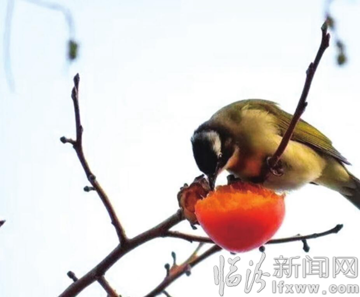 【詩(shī)歌】喜鵲鬧春