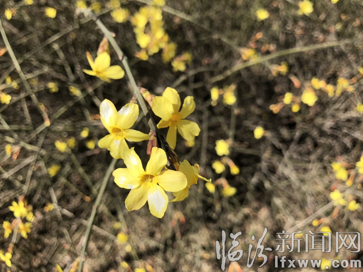 【詩歌】七絕·迎春花(新聲)