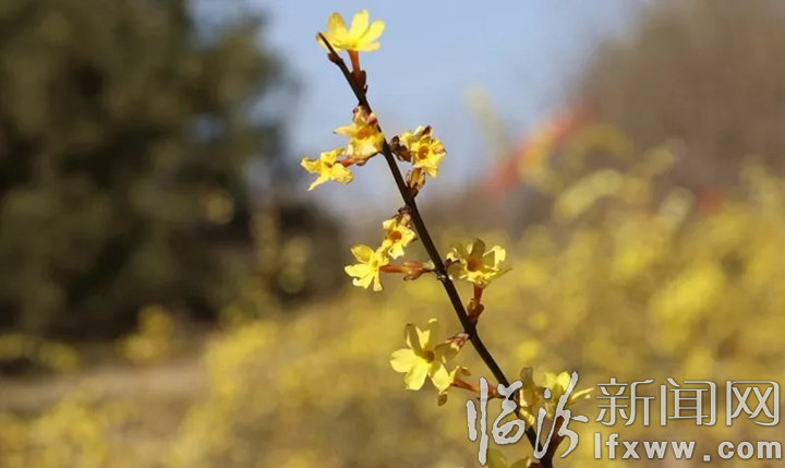 【詩歌】七絕·迎春花(新聲)
