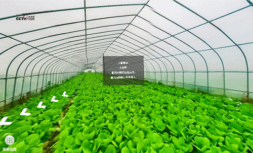 勤勞的菜農(nóng)正在勞作，綠油油的蔬菜長勢喜人。