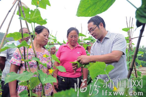 農(nóng)業(yè)技術(shù)人員給菜農(nóng)講解蔬菜的病蟲防治。 