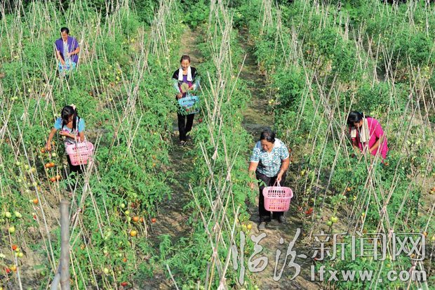菜農(nóng)在采摘。 