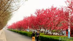 南外環(huán)櫻花盛開，紅如火，艷如霞 
