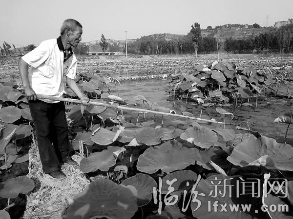 翼城縣唐興鎮(zhèn)下石村種有80畝旱地蓮菜