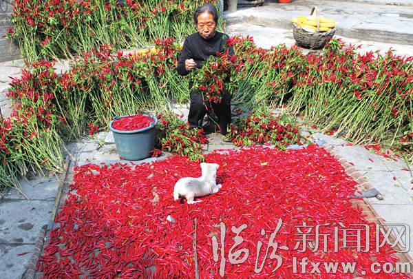 襄汾丁村:辣椒紅了 百姓的日子火了