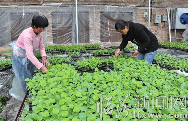 翼城四季紅園藝合作社15萬株黃瓜苗長勢喜人