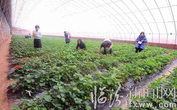 翼城:采摘草莓過春節(jié)