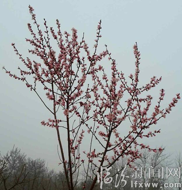 臨汾古城公園春意濃,正是賞花好時(shí)節(jié)!