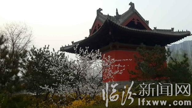 臨汾古城公園春意濃,正是賞花好時(shí)節(jié)!