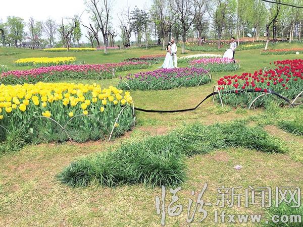 臨汾澇洰河公園:縷縷花香隨風(fēng)飄來(lái) 各色郁金香競(jìng)相開(kāi)放