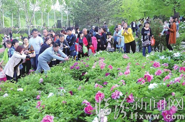 臨汾汾河景區(qū):牡丹花競(jìng)相綻放 引游客尋香來(lái)賞