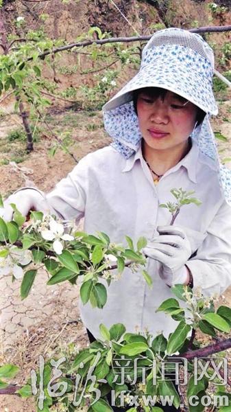 翼城:疏花疏果讓蘋果樹健壯又增質(zhì)