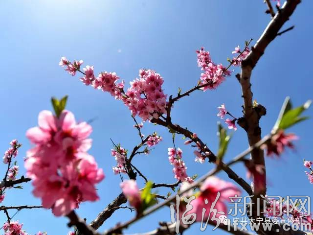 大寧縣第八屆桃花節(jié)4月25日“盛開”