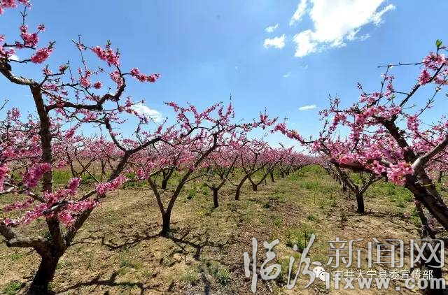 大寧縣第八屆桃花節(jié)4月25日“盛開”